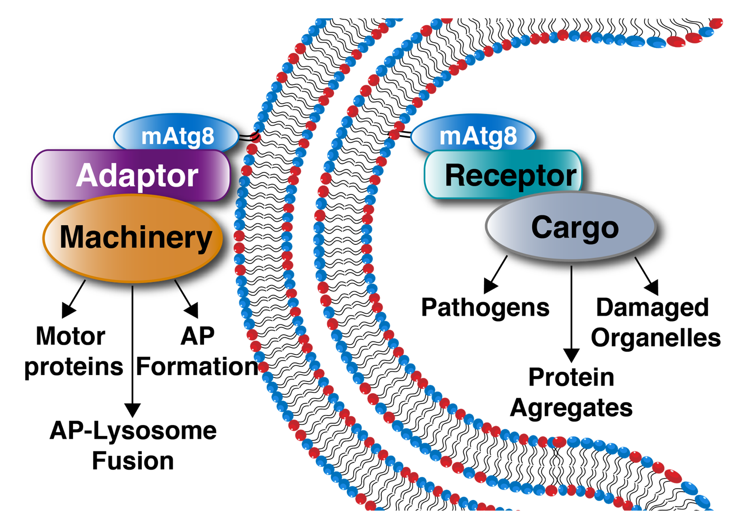 Kinase probes