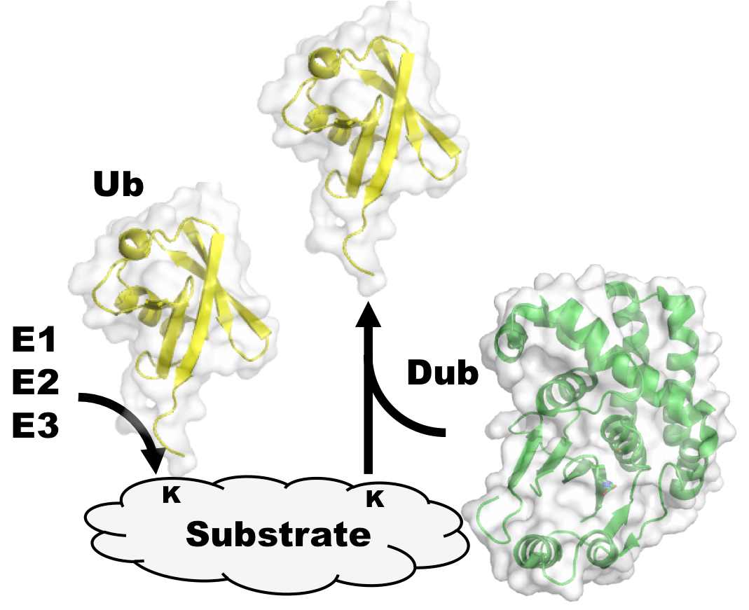 Kinase probes